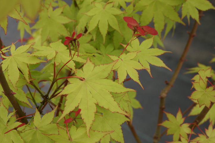 Acer palmatum 'Summer Gold' Japanese Maple