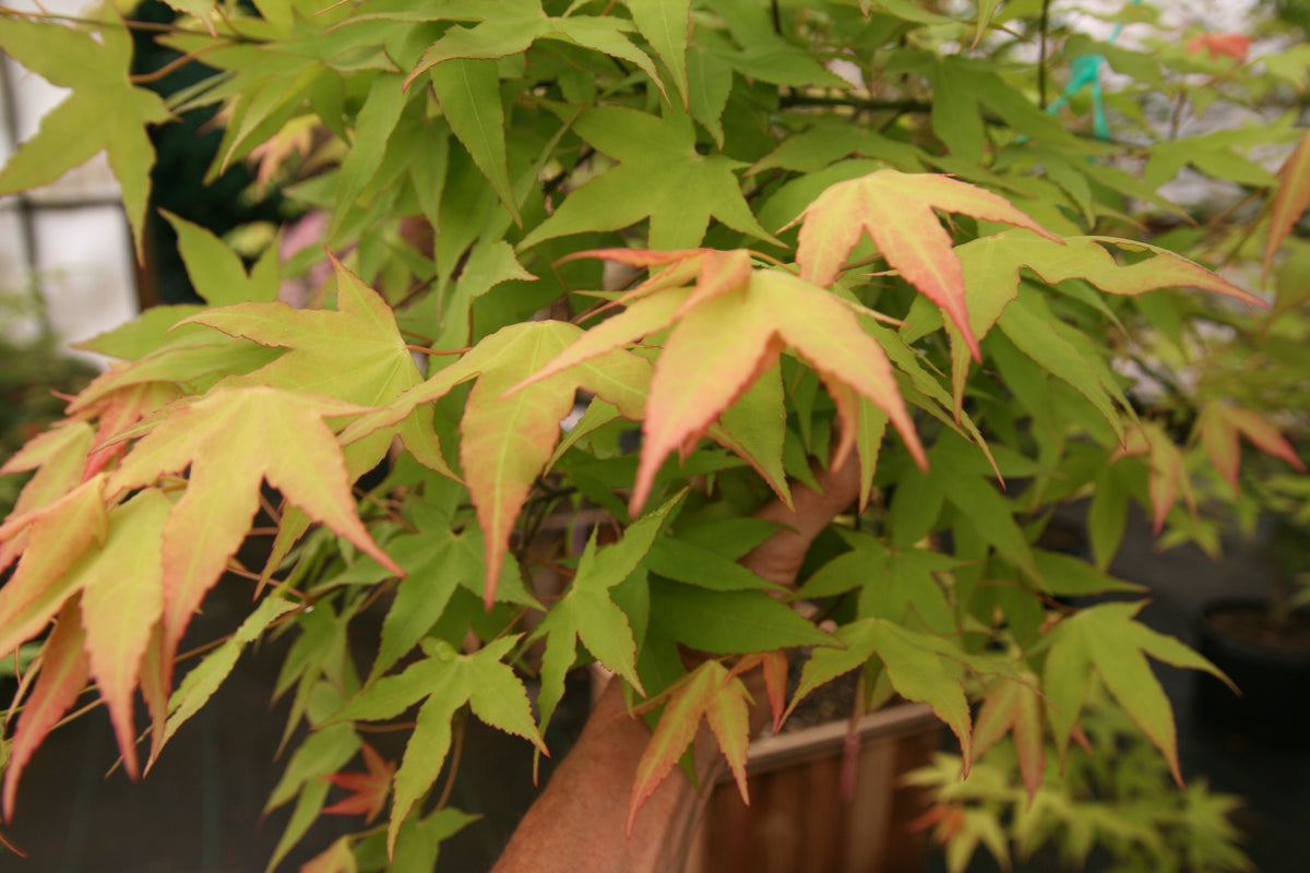 Acer oliverianum Hot Blonde Japanese maple Essence of the Tree