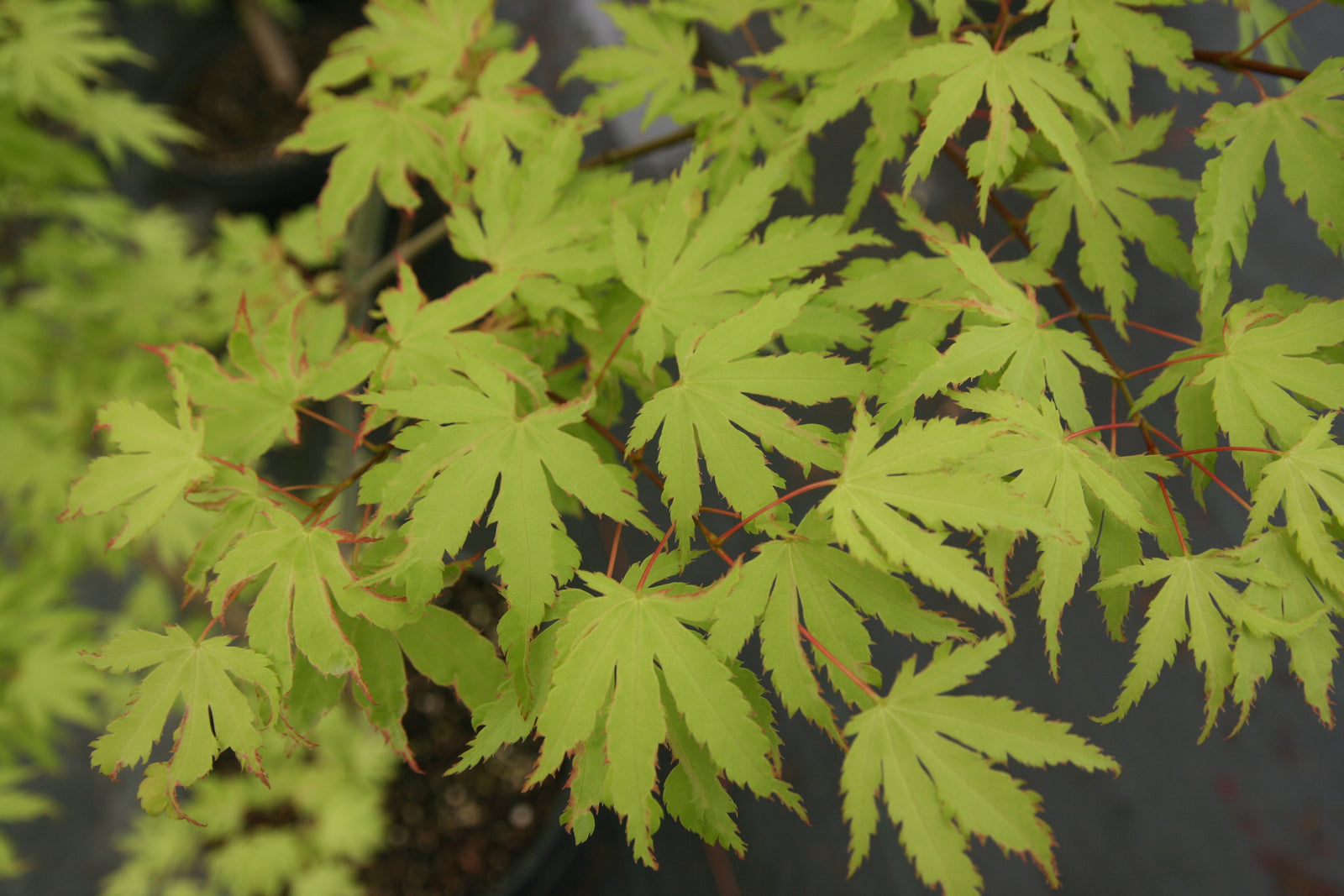 Acer palmatum 'Anne Irene' Japanese maple Essence of the Tree