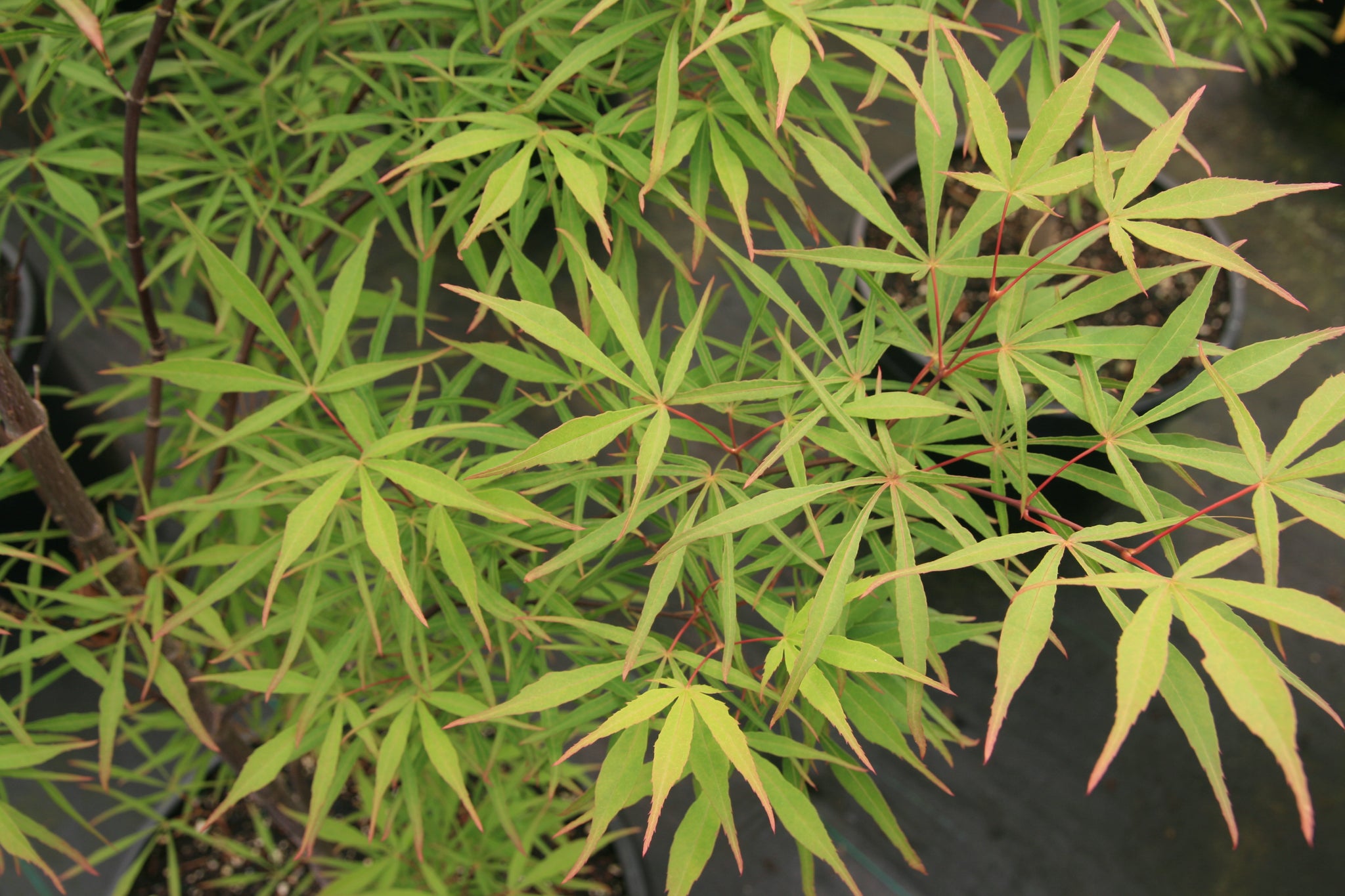 Acer palmatum Kenbu Japanese maple Essence of the tree