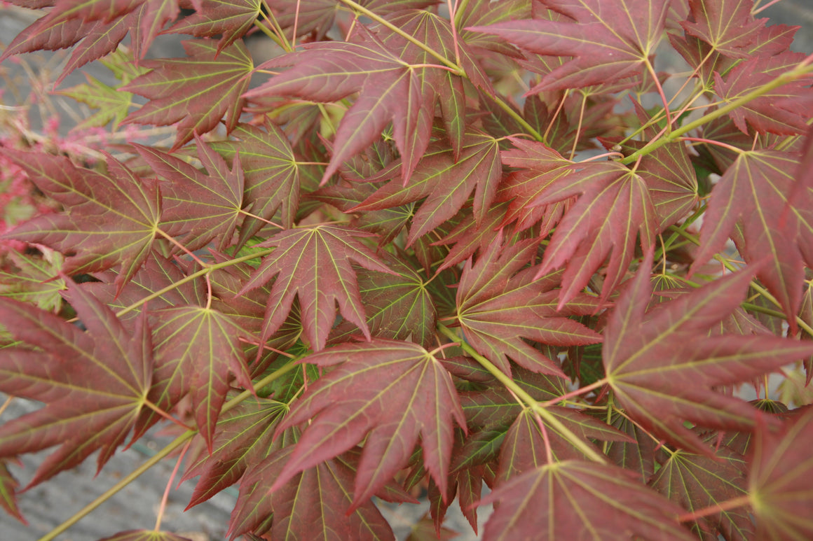 米山舞 everlasting plants Amazon.com : Wills Devine Japanese Maple