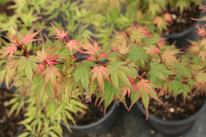Acer palmatum 'Kuro Hime' Japanese Maple