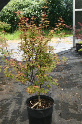 Acer palmatum 'Kuro Hime' Japanese Maple