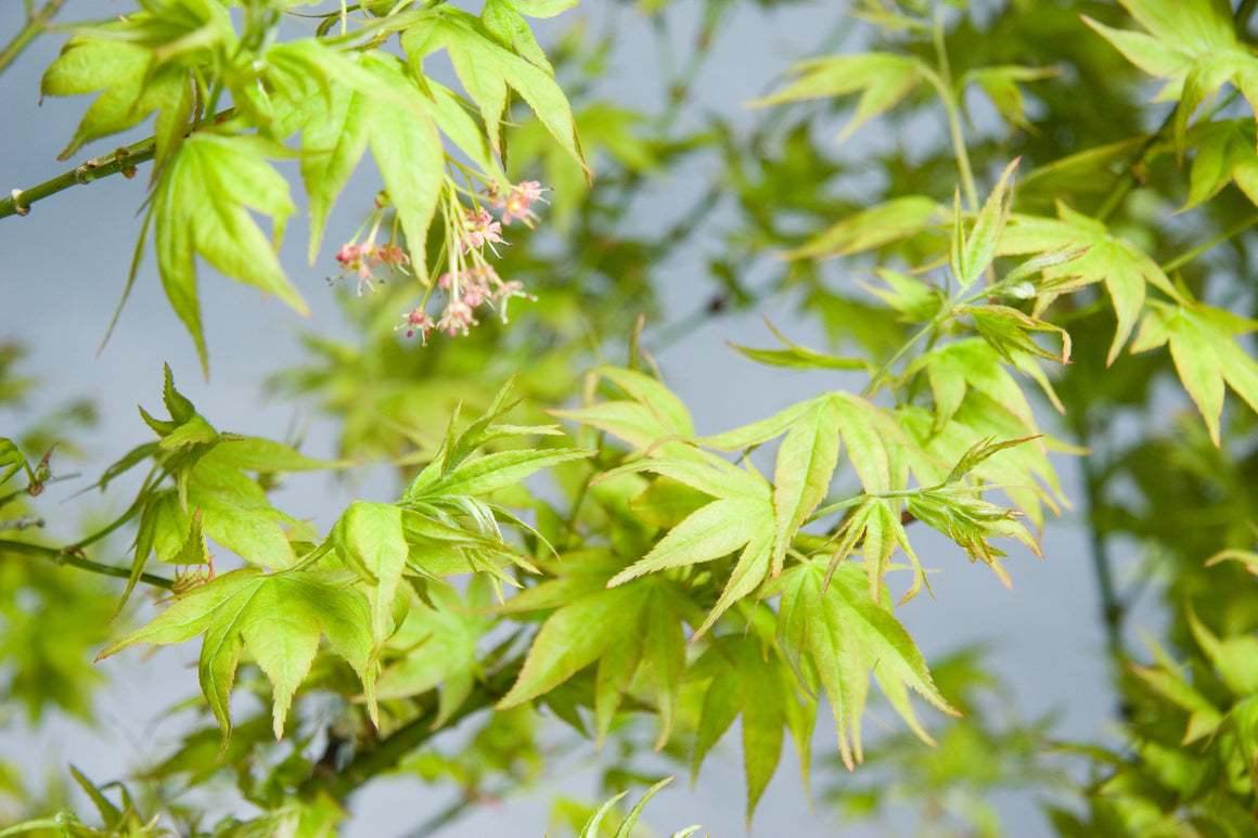 Dwarf Japanese Maple Trees for Sale | Essence of the Tree