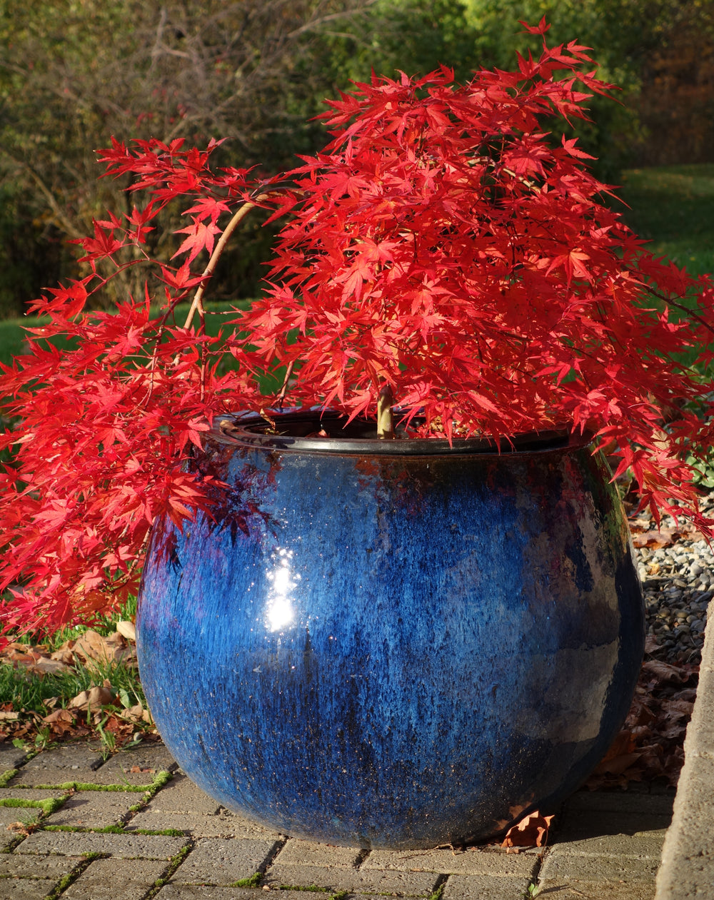 Japanese Maple Tree Specialists Essence of the Tree