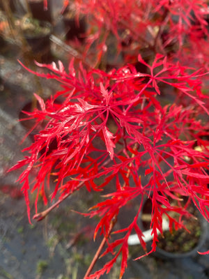 Between Maple and Chestnut 限定1000部 Japanese Laceleaf Maple 'Baldsmith' — Green Acres Nursery