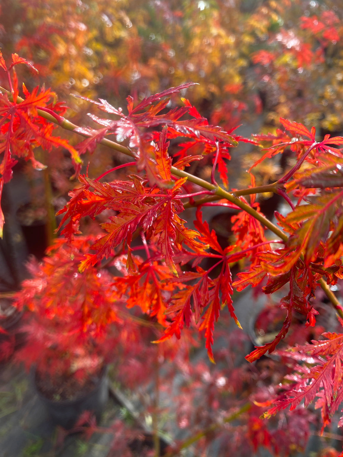 Acer palmatum 'Seiryu' Japanese Maple