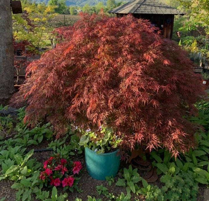 Japanese Maple Tree Specialists Essence of the Tree