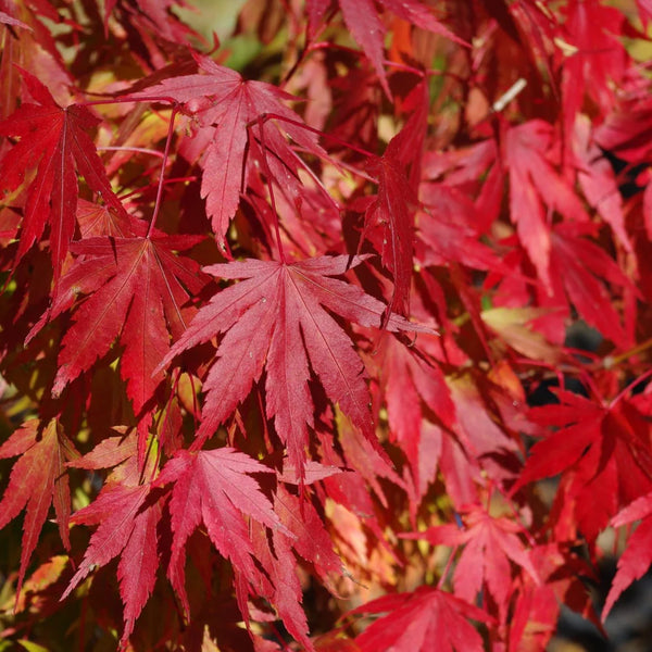 Acer palmatum 'Tobiosho' Japanese maple - Essence of the Tree