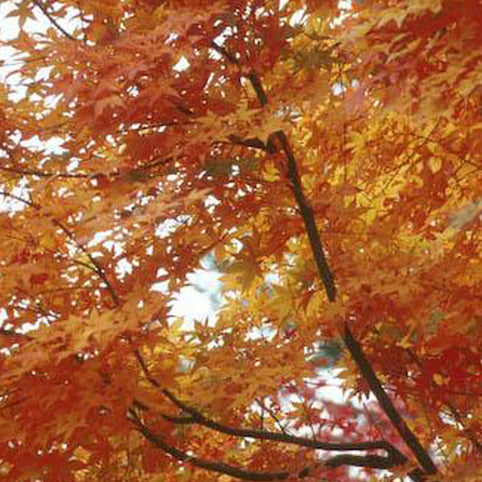 Acer palmatum 'Shin deshojo' Japanese Maple