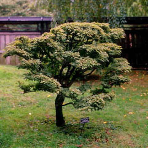 Acer palmatum 'O jishi' Japanese Maple