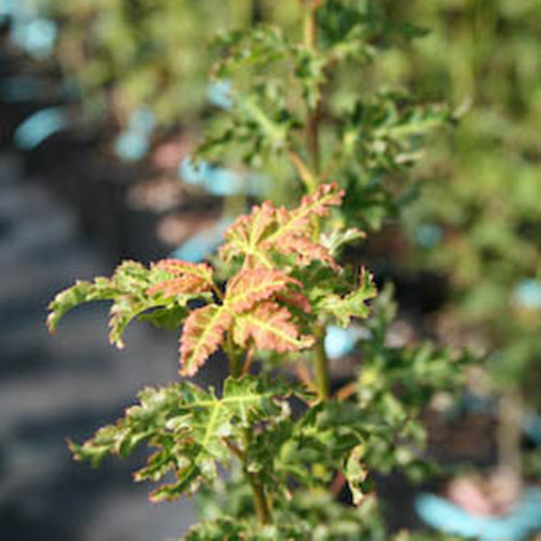 Acer palmatum 'O jishi' Japanese Maple