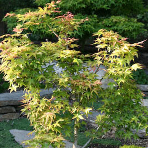Acer palmatum 'Katsura' Japanese Maple