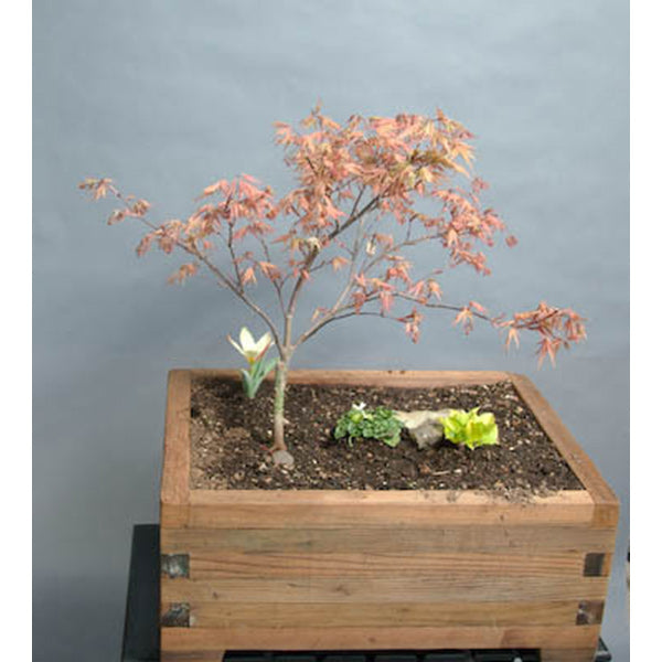 Redwood Boxes And Troughs - Essence of the Tree