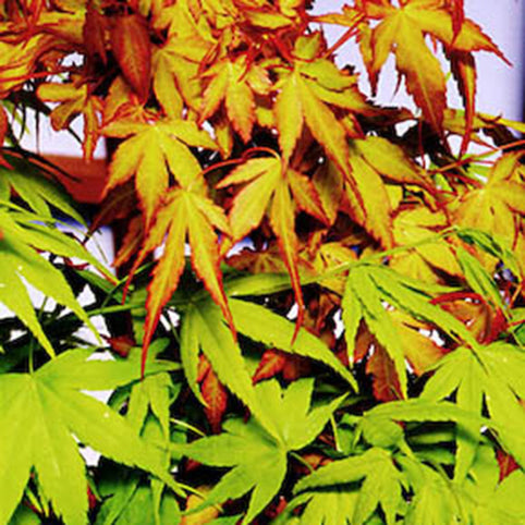 Acer palmatum 'Katsura' Japanese Maple