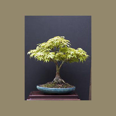 Murasaki Kiyohime Japanese Maple – Pale green spring foliage with a brick  red edge