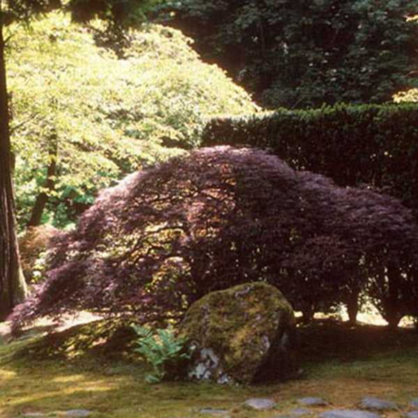 Acer palmatum 'Inaba shidare' Japanese Maple
