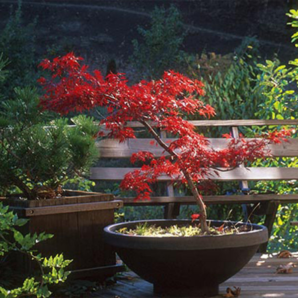 acer bonsai tree Acer palmatum 'Shishigashira' Japanese Maple
