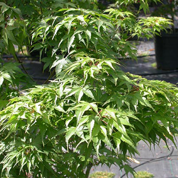 Acer palmatum 'Sekka yatsubusa' Japanese Maple