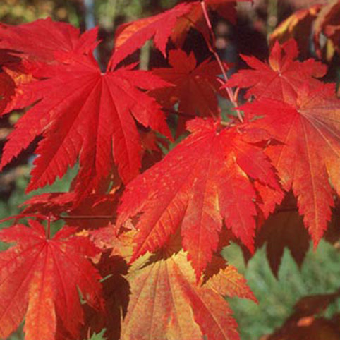 Acer japonicum 'Vitifolium' Japanese Maple