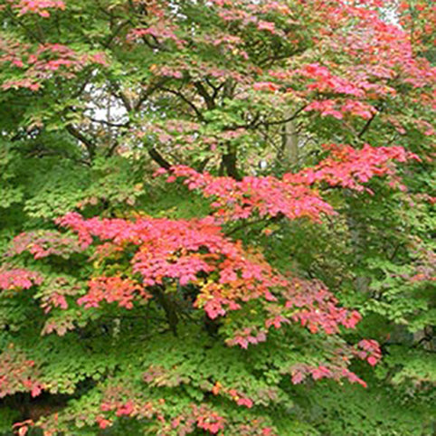 Acer japonicum 'Vitifolium' Japanese Maple