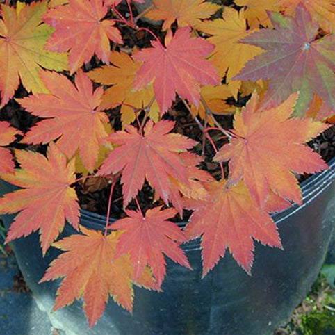 Acer japonicum 'Vitifolium' Japanese Maple