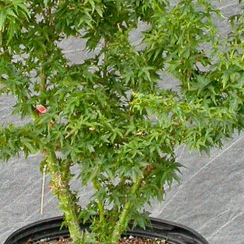 Acer palmatum 'Goshiki koto hime' Japanese Maple