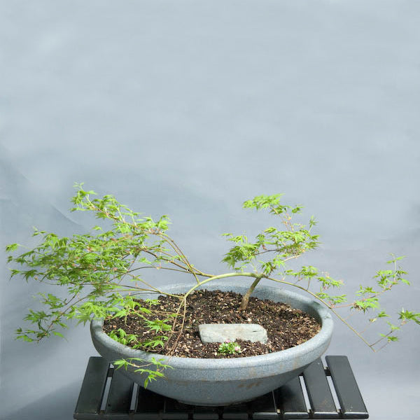 Acer palmatum Essence of the tree