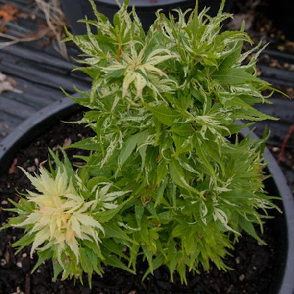 Acer palmatum 'Yuki yama' Japanese Maple