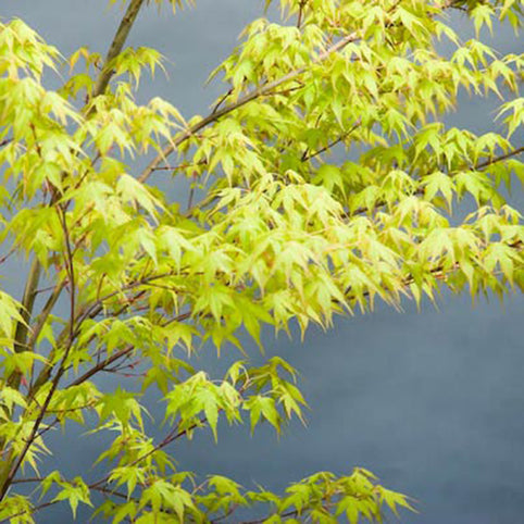 Acer palmatum 'Katsura' Japanese Maple