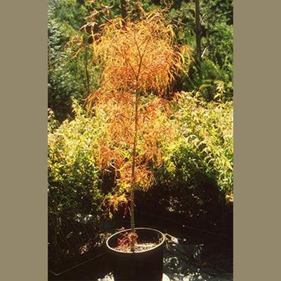 koto no ito bonsai Koto No Ito Japanese Maple – Extremely fine, threadlike leaves