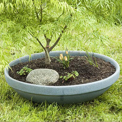 Koto No Ito Japanese Maple – Extremely fine, threadlike leaves