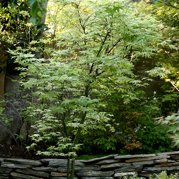 Acer palmatum Dissectum  Stella Rossa  - Acero Giapponese Nano - vaso Ø  28cm H 130cm