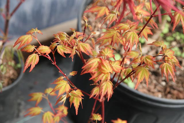 Acer palmatum 'Akane' Japanese Maple