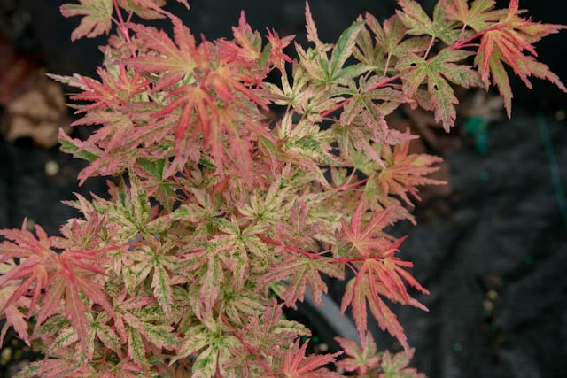 Acer palmatum 'Cosmos' Japanese Maple