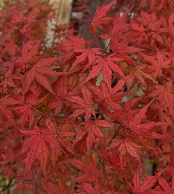 Acer palmatum 'Frosted Purple' Japanese Maple - Essence of the Tree