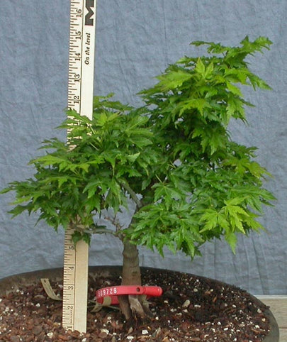 Acer palmatum 'O jishi' Japanese Maple