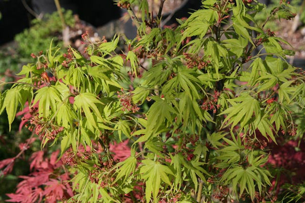 Yellow Threads Japanese Maple – Fine yellow-green foliage on a compact ...