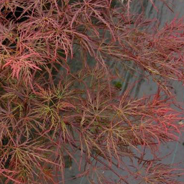 Acer palmatum 'Lady Abbess' Japanese Maple