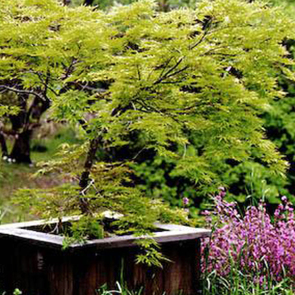 Acer palmatum 'Shigure bato' Japanese Maple