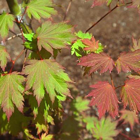 Acer japonicum 'Emmitts Pumpkin' Japanese Maple
