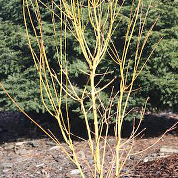Acer Palmatum Bihou Japanese Maple Essence Of The Tree acer-palmatum-bihou-japanese-maple-essence-of-the-tree