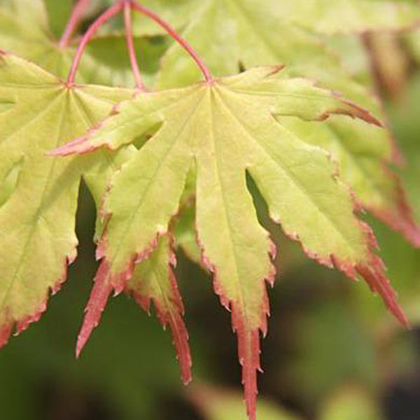 Acer palmatum 'Chuguji' Japanese Maple