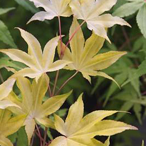 Acer palmatum 'Usu midori' Japanese Maple