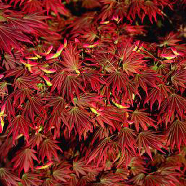 Acer shirasawanum 'Johin' Japanese Maple
