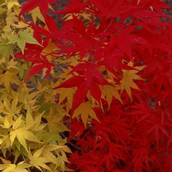 Acer palmatum 'Osakazuki' Japanese Maple