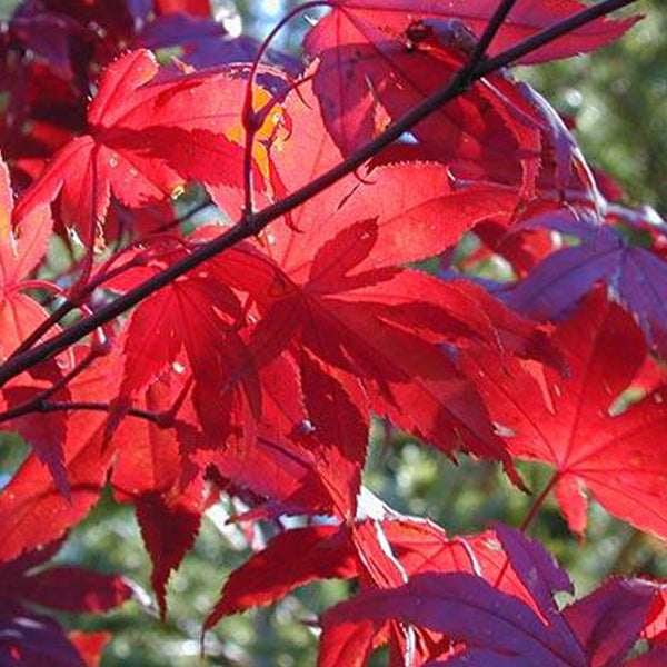 Acer palmatum 'Moonfire' Japanese Maple