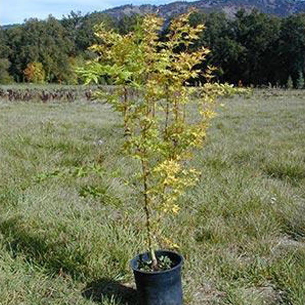 Acer palmatum 'Japanese Sunrise' Japanese Maple