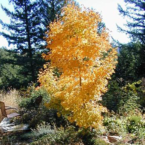 Maples With Upright Form - Essence of the tree
