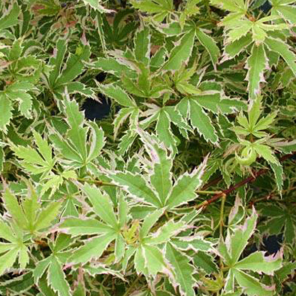 Acer palmatum 'Butterfly' Japanese Maple
